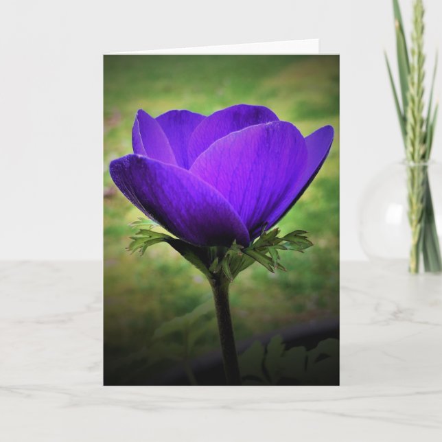 Anemone, Karte (Vorderseite)