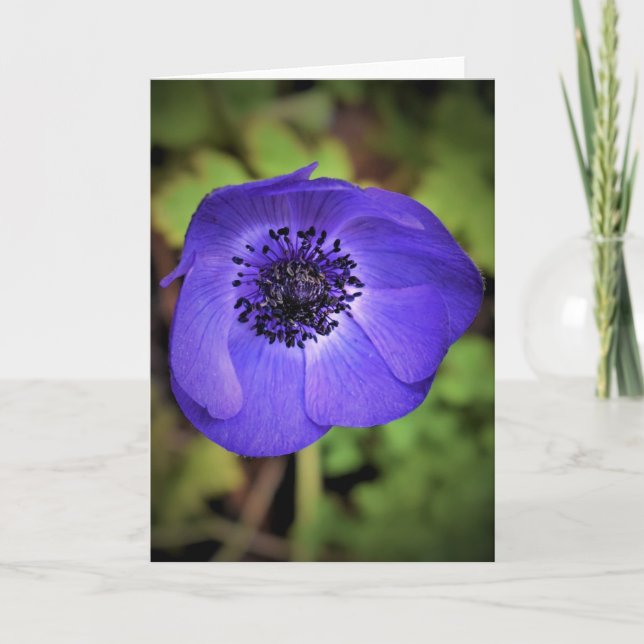 Anemone, Karte (Vorderseite)