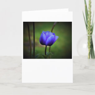 Anemone, Karte