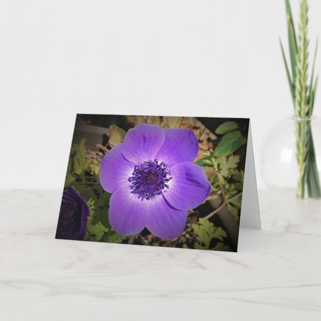 Anemone, Karte (Vorderseite)