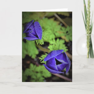 Anemone, Karte