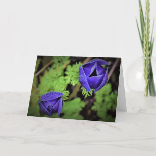 Anemone, Karte