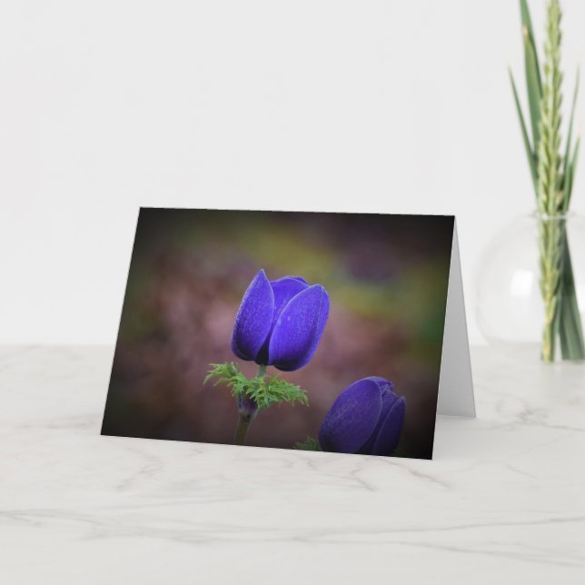 Anemone, Karte (Vorderseite)