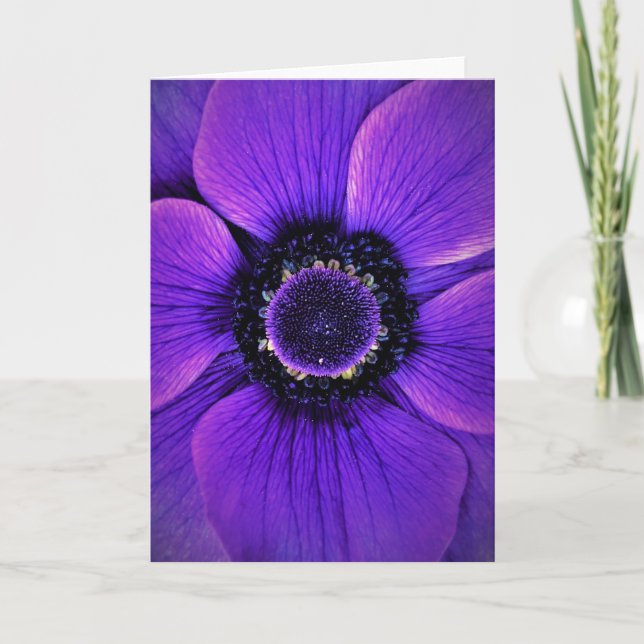 Anemone, Karte (Vorderseite)