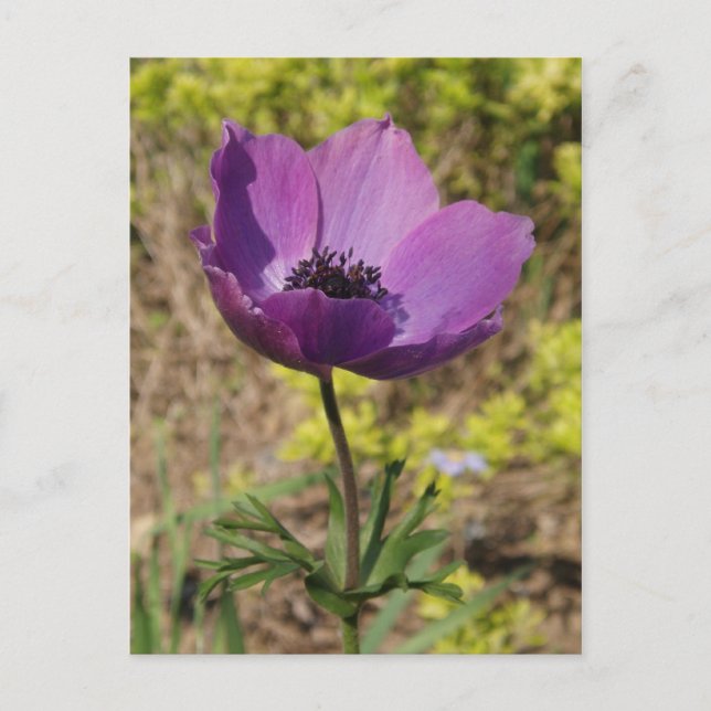 Anemone Lila Blume Postkarte (Vorderseite)