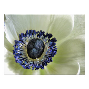 Anemone Mistral Panda Fotodruck