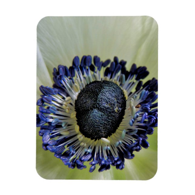 Anemone Mistral Panda Magnet (Vertikal)