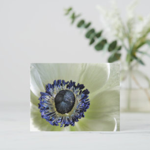 Anemone Mistral Panda Postkarte