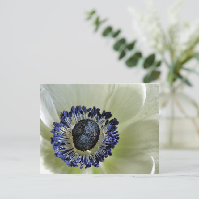 Anemone Mistral Panda Postkarte (Stehend Vorderseite)