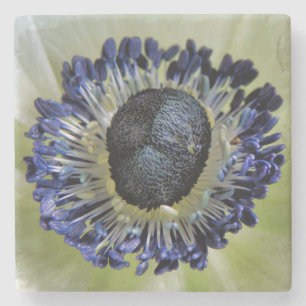 Anemone Mistral Panda Steinuntersetzer