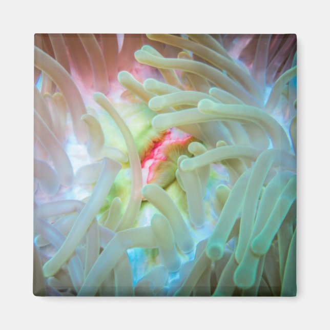 Anemone multicolore magnet (Vorne)