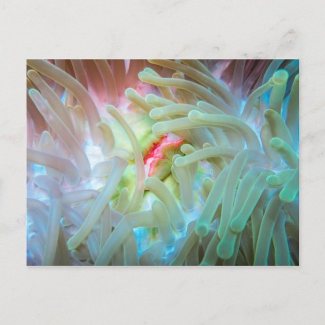 Anemone multicolore postkarte (Vorderseite)