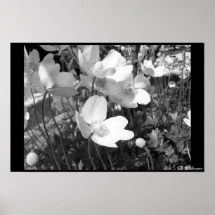 Anemone Poster