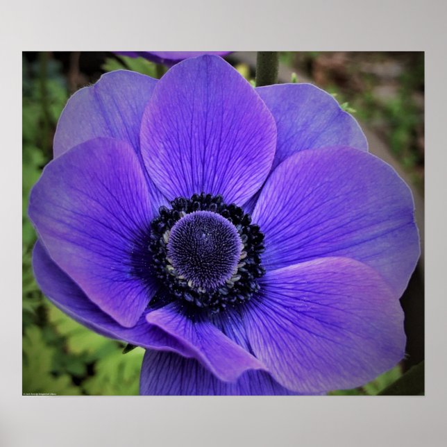 Anemone, Poster (Vorne)