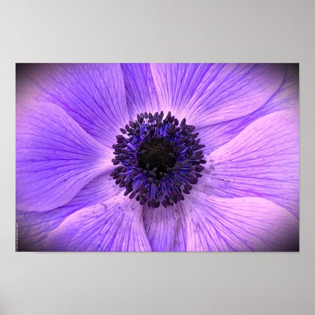Anemone, Poster (Vorne)