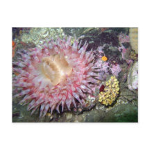 Anemone - Postkarte