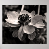 Anemone Schwarz-Weiß-Blütenfotografie Poster