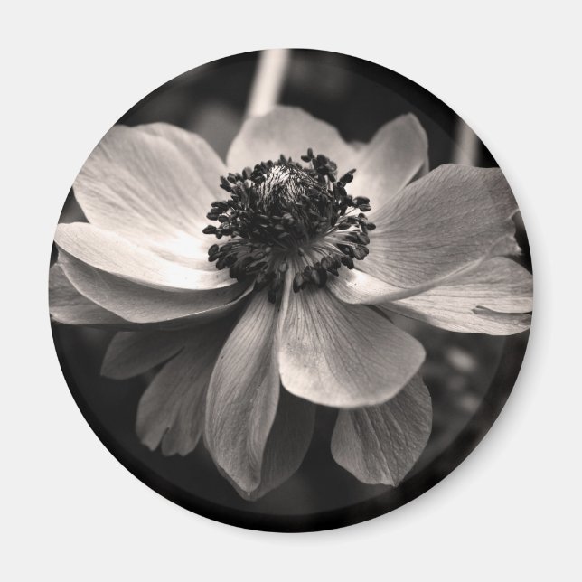Anemone Schwarz-weiß Fotografie Round Magnet (Vorne)