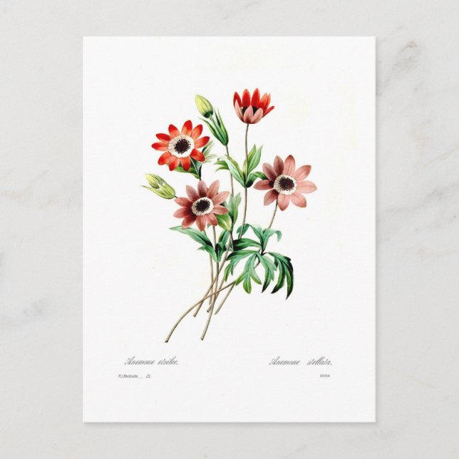 Anemone stellata postkarte (Vorderseite)