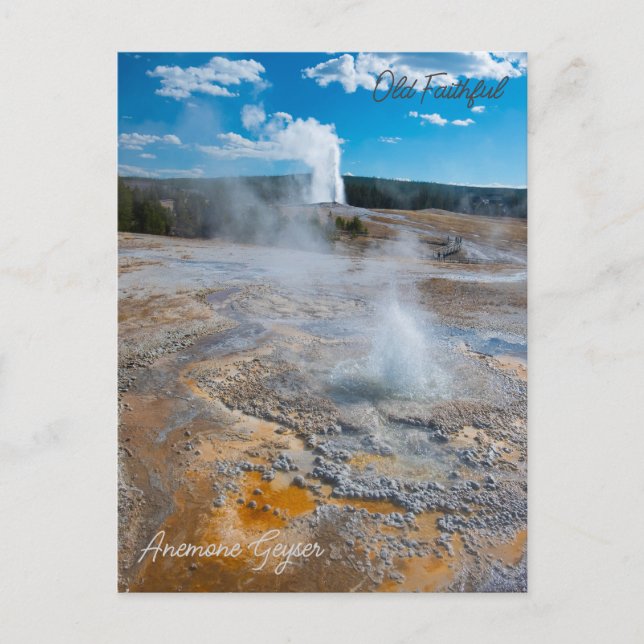 Anemone und alte treue Geysers Eruptionen Postkarte (Vorderseite)