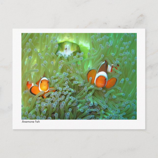 Anemonefisch - 02 postkarte (Vorderseite)