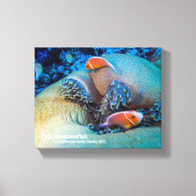 Anemonefisch, rosa und Anemon
