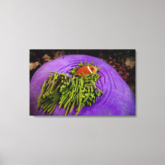 Anemonefische und große Anemone Leinwanddruck