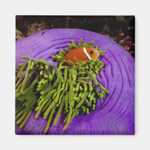 Anemonefische und große Anemone Magnet