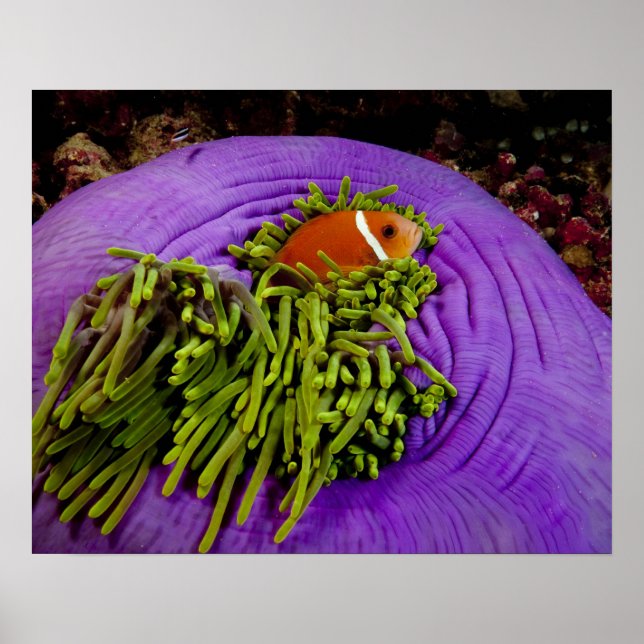 Anemonefische und große Anemone Poster (Vorne)