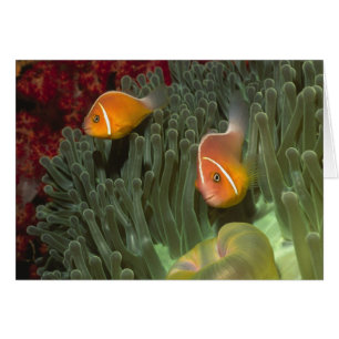 Anemonefish rose dans l'actinie de Magnificant
