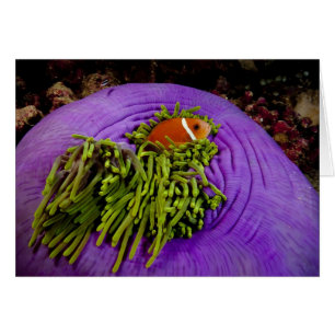 Anemonefish und große Anemone