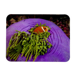 Anemonefish und große Anemone Magnet