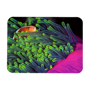 Anemonen-Fische, die in der Anemone, Mosambik 2 Magnet