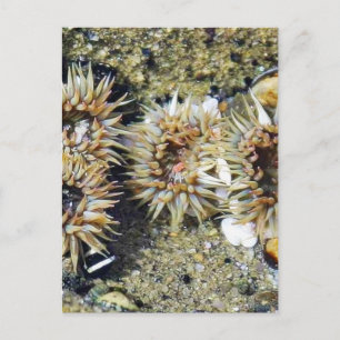 Anemonen Gezeitenpools Sand Postkarte