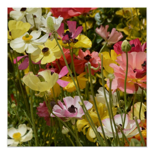 Anemonenfeld Poster (Vorderseite)