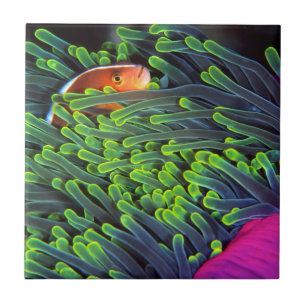 Anemonenfisch versteckt sich in Anemone, Mosambik  Fliese