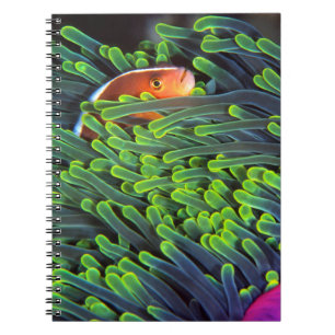 Anemonenfisch versteckt sich in Anemone, Mosambik Notizblock