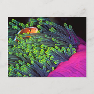 Anemonenfisch versteckt sich in Anemone, Mosambik  Postkarte