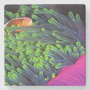 Anemonenfisch versteckt sich in Seeanemone, Mosamb Steinuntersetzer
