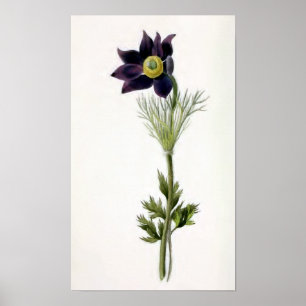 "Anemonepulsatilla-" Vintage Illustration Poster
