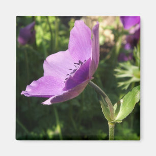 Anemones Magnet