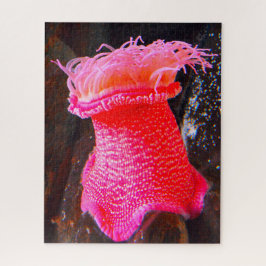 Anemonie