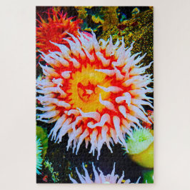 Anemonie