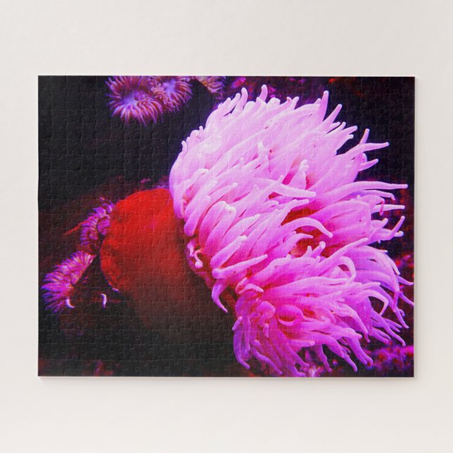 Anemonie (Horizontal)