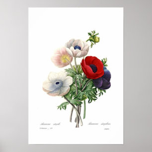 Anemonies Poster