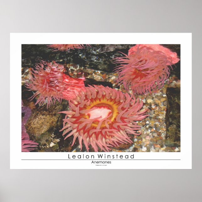 Anenomes Poster (Vorne)