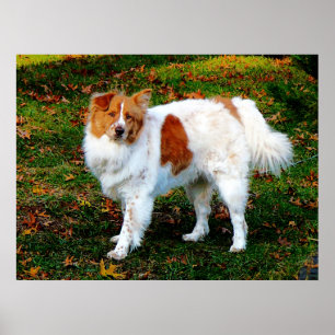 ANFANG UNTER $20 - Collie on Lawn Poster