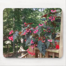 Angel Begonia mit Holz im Hintergrund