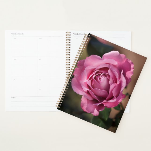 Angel Face Rose Planer (Anzeige)