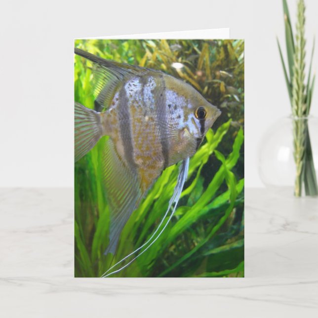 Angel Fish Karte (Vorderseite)